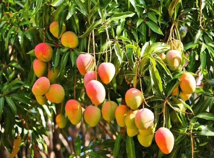 Hướng Dẫn Trồng Và Chăm Sóc Cây Xoài Để Ra Quả Ngon Lành