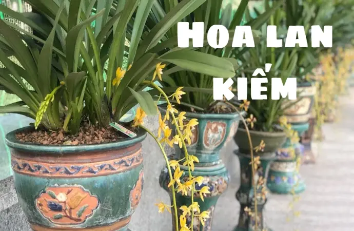 Hoa lan kiếm – Vẻ đẹp thanh lịch và ý nghĩa phong thủy