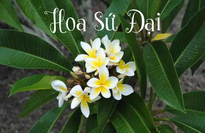 Hoa sứ đại – loài hoa thanh khiết mang nhiều ý nghĩa sâu sắc
