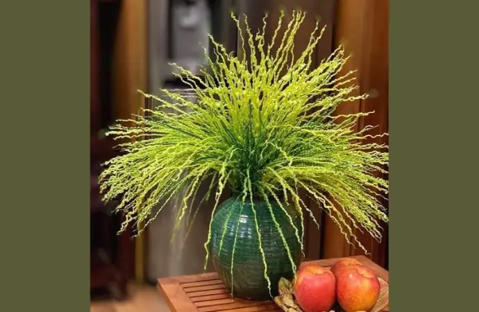 Khám phá vẻ đẹp giản dị của loài hoa cau tinh khiết