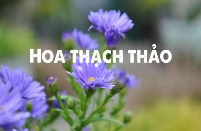 Khám phá vẻ đẹp nhẹ nhàng và ý nghĩa hoa thạch thảo