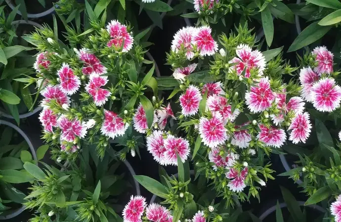 Hoa cẩm nhung rực rỡ mang ý nghĩa phong thủy may mắn tuyệt vời