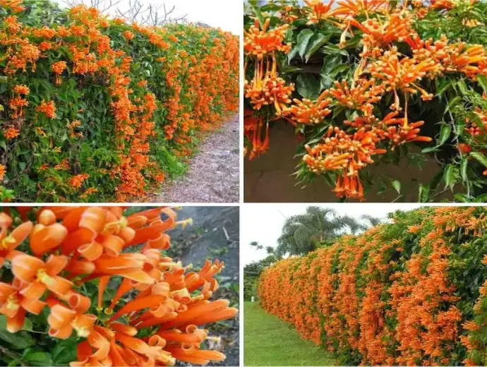 Vẻ đẹp nổi bật và ý nghĩa phong thủy may mắn của hoa chùm ớt