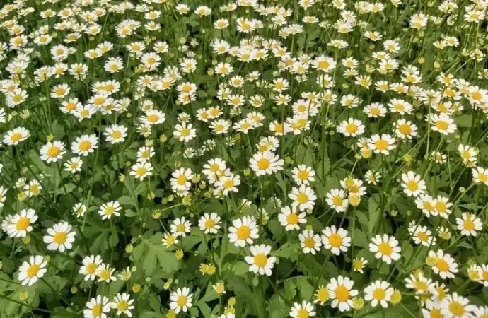 Hoa cúc tana loài hoa trắng tinh khôi mang vẻ đẹp dịu dàng