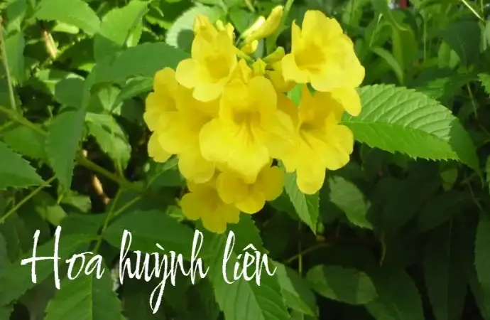 Vẻ đẹp rực rỡ và ý nghĩa phong thủy của hoa huỳnh liên