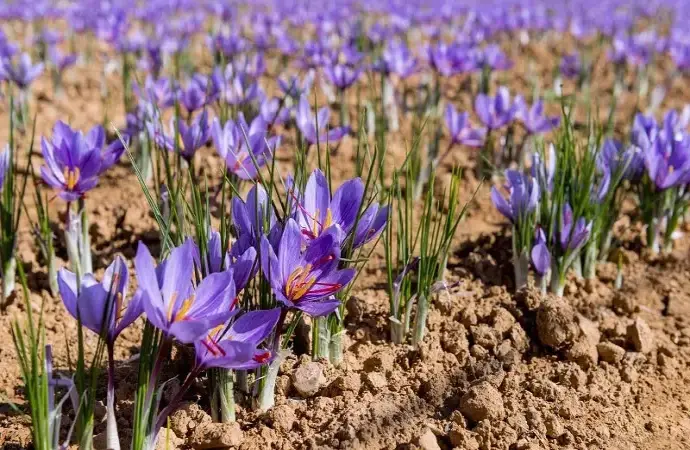 Hoa nghệ tây – Đặc điểm, công dụng và cách sử dụng hiệu quả