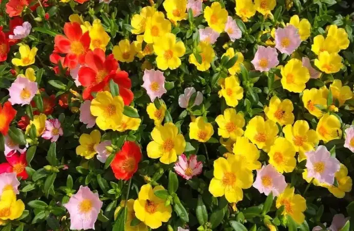 Khám phá Hoa sam cảnh đẹp và cách chăm sóc hiệu quả