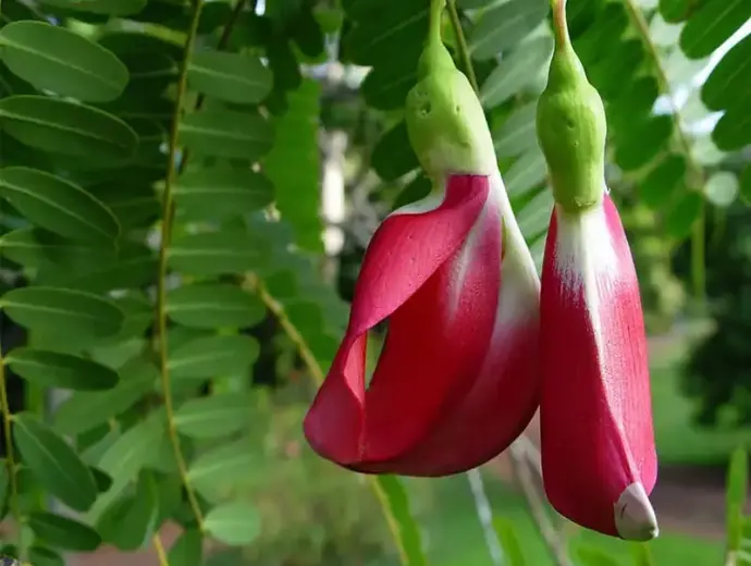 Khám phá công dụng, giá trị và hình ảnh đẹp của hoa so đũa