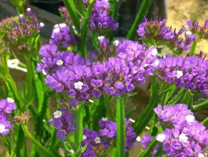 Hoa statice – Ý nghĩa, hình ảnh đẹp và bí quyết chăm sóc