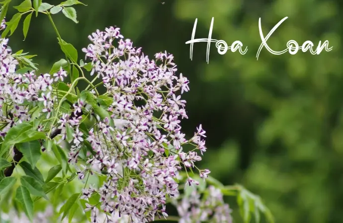 Hoa xoan tím – Nét đẹp dung dị nơi làng quê Việt Nam
