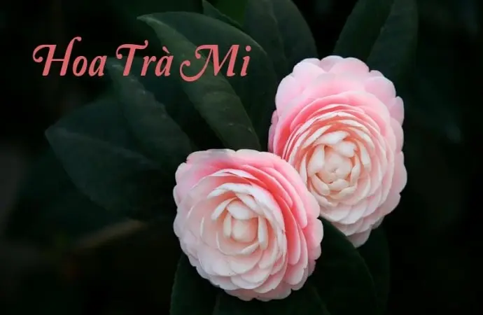 Hoa trà mi – Vẻ đẹp thuần khiết của loài hoa mùa đông