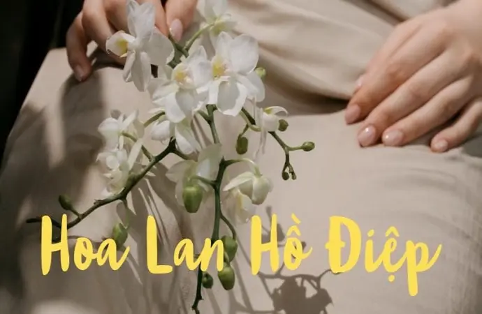 Hoa lan hồ điệp – Vẻ đẹp sang trọng và may mắn bền lâu