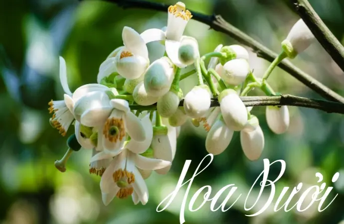 Hoa bưởi trắng thơm ngát và hình ảnh gắn liền quê hương