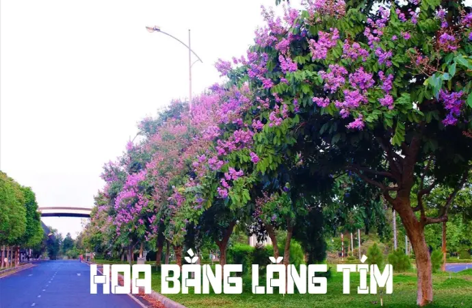 Vẻ đẹp hoa bằng lăng tím làm say đắm lòng người ngắm nhìn