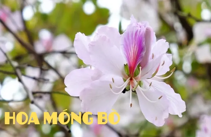 Hoa móng bò – Sắc tím nhẹ nhàng điểm tô thiên nhiên