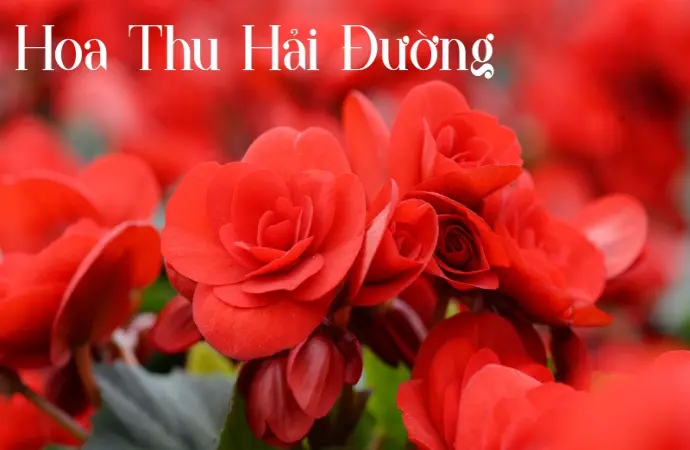 Hoa thu hải đường – Nét duyên dáng làm say lòng người