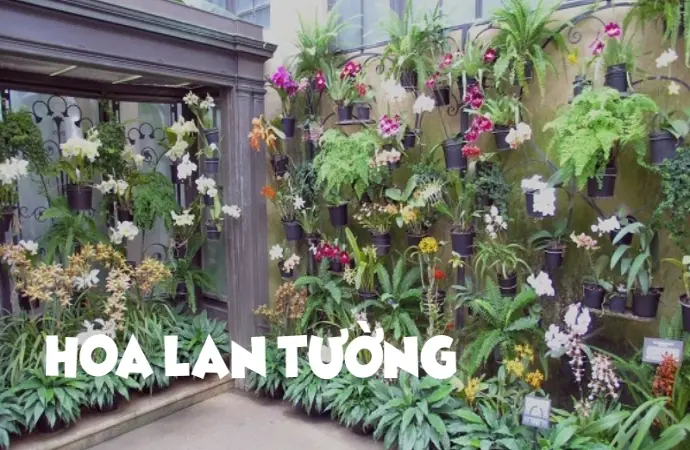 Hoa lan tường – Nét đẹp mong manh làm say đắm lòng người