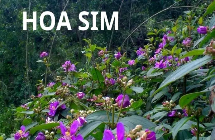 Hoa sim – Sắc tím mộng mơ làm say đắm núi đồi Việt Nam