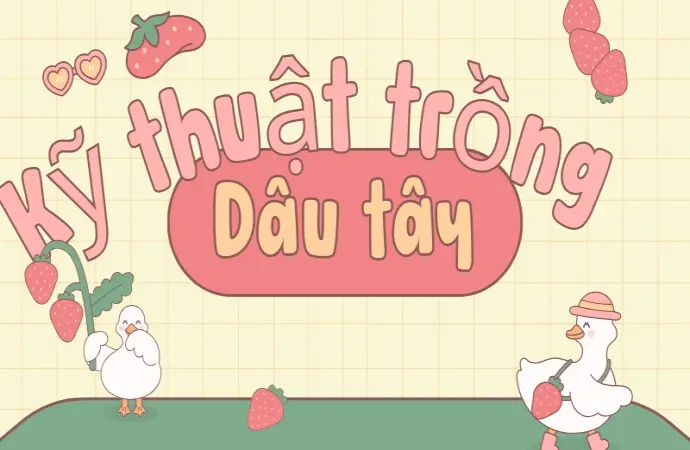 Kỹ thuật trồng dâu tây đúng chuẩn cho người mới bắt đầu