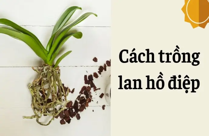 Cách trồng lan hồ điệp giữ màu hoa đẹp lâu ngày – Bí kíp