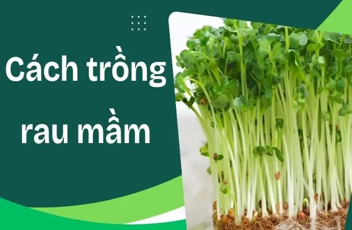 Cách trồng rau mầm sạch ngon, giàu vitamin cho gia đình