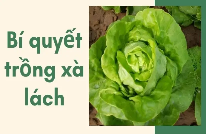 Bí quyết trồng xà lách tại nhà xanh tốt, thu hoạch quanh năm