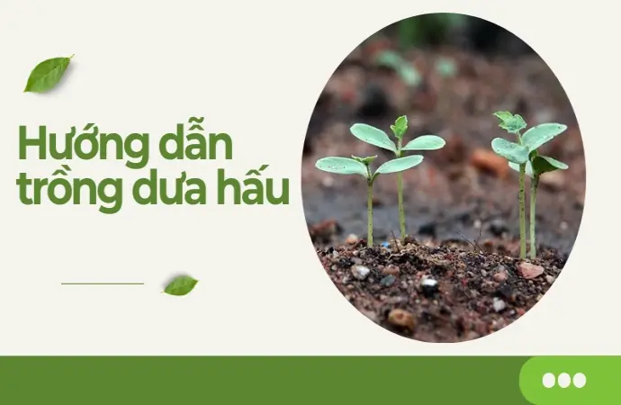 Kỹ thuật trồng dưa hấu tại nhà sai quả, ngọt mát tuyệt hảo
