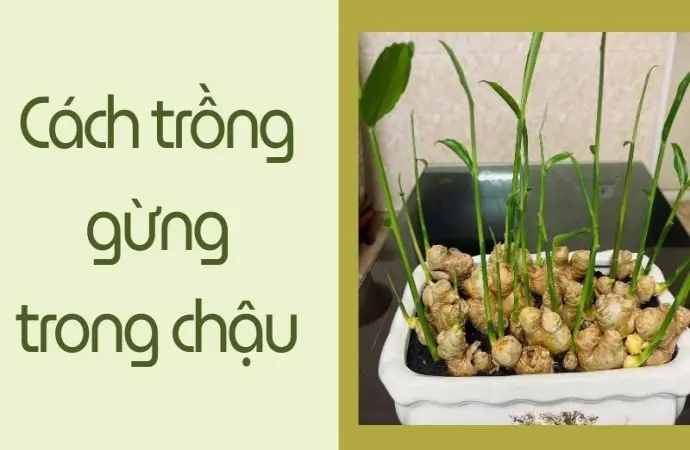 Cách trồng gừng trong chậu đơn giản, thu hoạch quanh năm