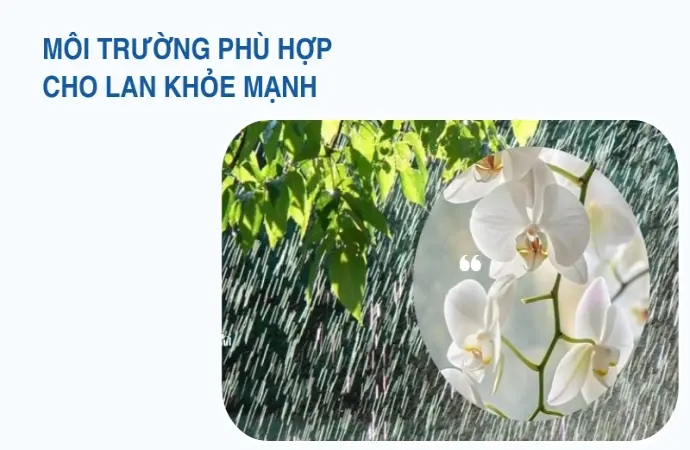 Kinh nghiệm trồng lan đơn giản và bí quyết dưỡng cây bền đẹp