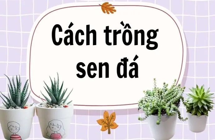 Cách trồng sen đá sống lâu ít chết cho người bận rộn!