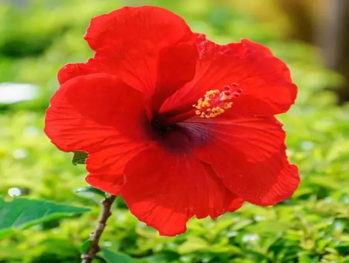 Cây hoa râm bụt - Bí kíp trồng và chăm sóc nở rực rỡ