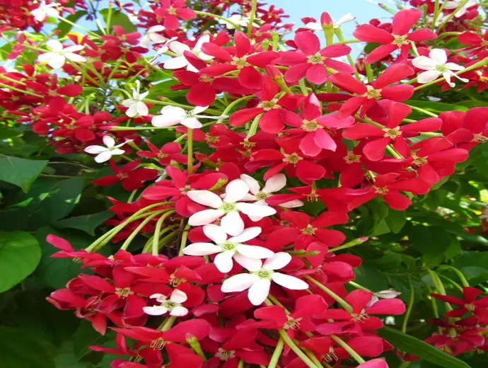 Cây hoa sử quân tử - Bí quyết trồng giàn leo rực rỡ sắc hương