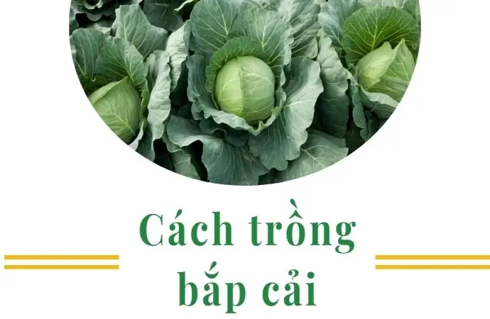 Cách trồng bắp cải tại nhà xanh mướt cho người mới đầu