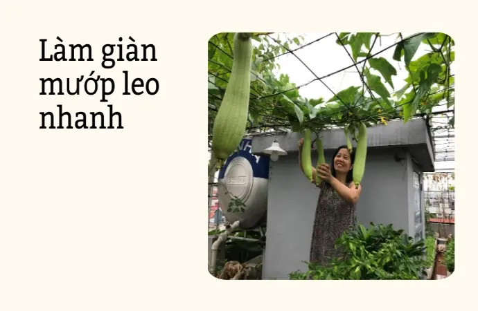 Cách trồng mướp hương sai quả- Bí quyết phủ xanh ban công