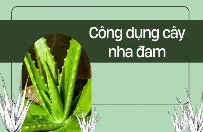 Lợi ích của cây nha đam giúp da đẹp chỉ sau vài ngày