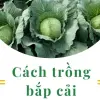 Cách trồng bắp cải tại nhà xanh mướt cho người mới đầu