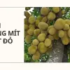 Bí quyết trồng mít ruột đỏ của tôi cho năng suất cực khủng