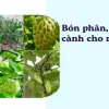 Bí kíp trồng na Thái quả đại sai trĩu cành cho nhà vườn