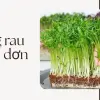 Hướng dẫn cách trồng rau mầm sạch- Thu hoạch sau đúng 5 ngày