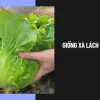 Kinh nghiệm trồng xà lách chịu nhiệt xanh mướt mùa nắng