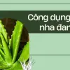 Lợi ích của cây nha đam giúp da đẹp chỉ sau vài ngày