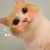 30+ Meme Mèo Ngại Ngùng Đốn Tim, Ai Nhìn Cũng Yêu