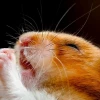 370+ Meme Chuột Hamster: Biểu Cảm Lầy Lội Gây Sốt Mạng 2026