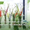 Bí quyết cắm hoa lay ơn đẹp đón Tết, rước tài lộc vào nhà