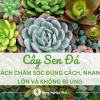 Bí quyết chăm sóc cây hoa đá: Từ A đến Z cho người mới bắt đầu