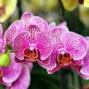Bí quyết chăm sóc hoa lan toàn diện cho cây khỏe, ra hoa đẹp quanh năm