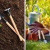 Bí quyết trồng cây tại nhà xanh tốt quanh năm