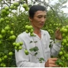 Bí quyết trồng cây táo sai trĩu quả tại nhà