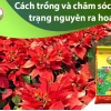 Bí quyết trồng cây trạng nguyên ra lá đỏ rực rỡ đón Tết