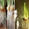 Bí quyết trồng hành thủy canh tại nhà cho năng suất bội thu